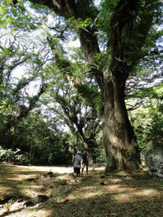 屋久島の縄文杉のような巨木