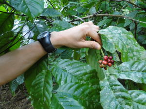 野生のコーヒー木の群生地。赤く色づいたコーヒー・チェリー