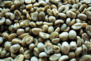 初収穫されたロタフォレストコーヒーの生豆