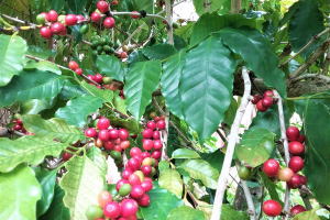 シナパル村農場の赤いコーヒー実