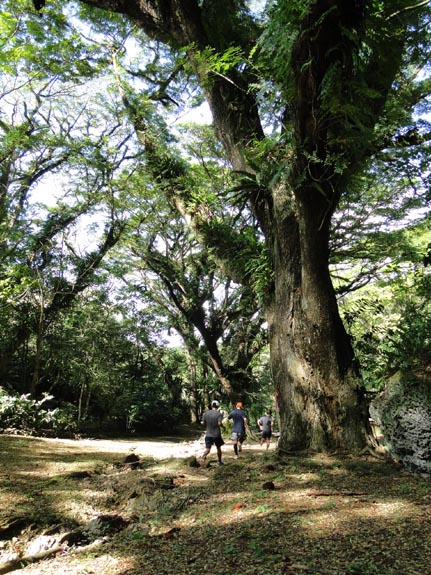 Mariana Coffee Trail Run